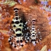 shrimp_coleman_bhr_tam_v_0332_bal6192.jpg